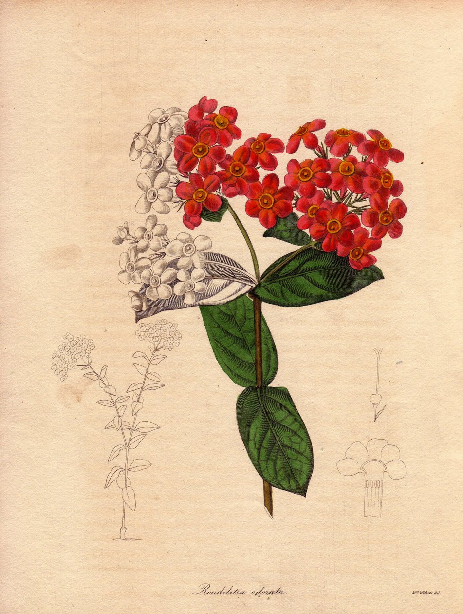 Rondeletie ecarlate vagy illatos (Rondeletia odorata). Panamában és Kubában őshonos cserje, bokros és örökzöld, 2-3 méter magas, tavasszal rózsaszín és sárga narancssárga virágokkal nyíló, nagyon illatos. Augusta Innes Withers illusztrációja (1 alkotó: Unbekannter Künstler