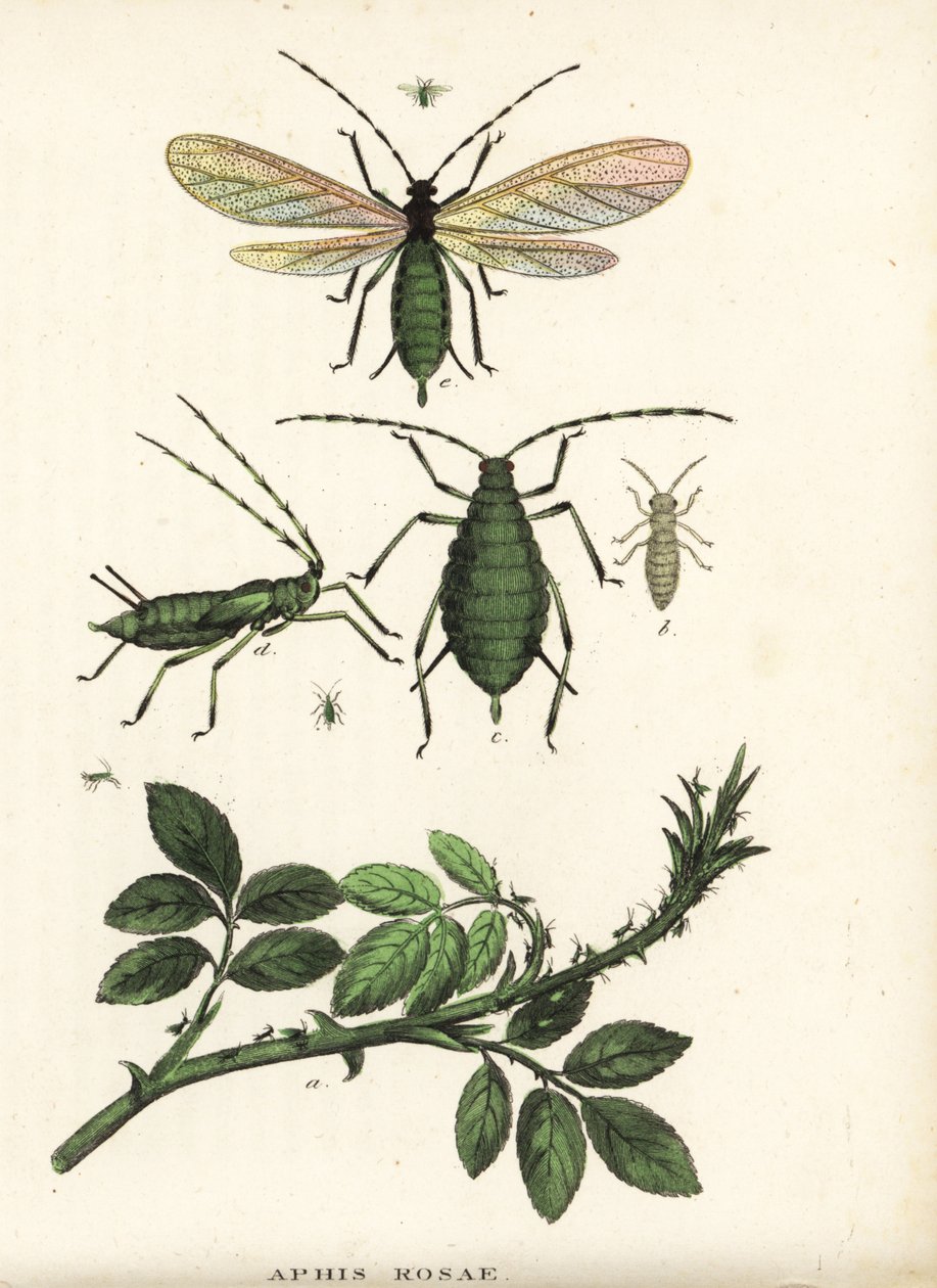 Rózsatetű, Aphis rosae, rózsabokron. Kézzel színezett litográfia Georg Friedrich Treitschke természetrajzi galériájából, Naturhistorischer Bildersaal des Thierreiches, Liepzig-1842. alkotó: Unbekannter Künstler