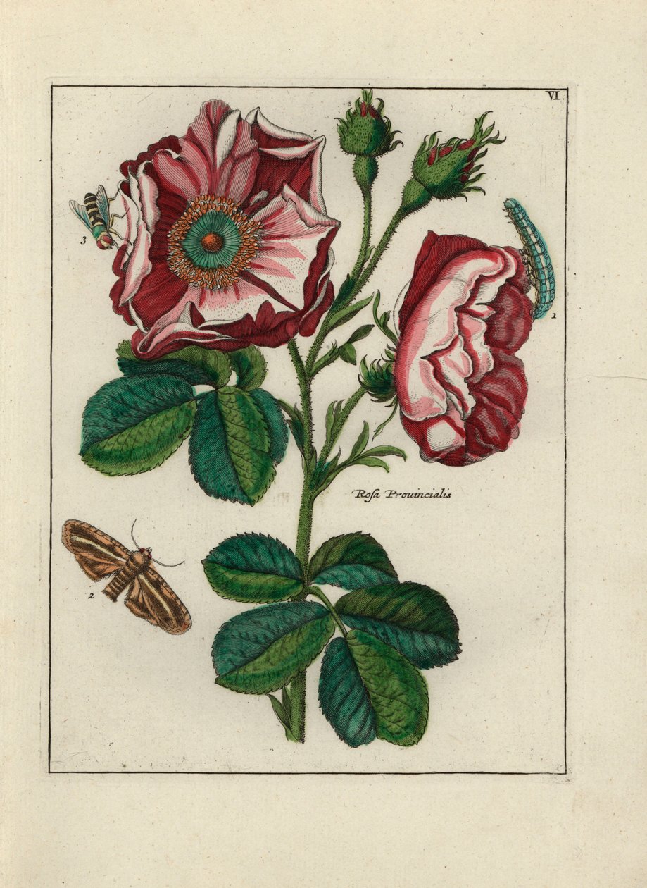 Rózsa, variete Rosa provincialis, rovarokkal - Paul Theodor van Brussel (1754-1795), a borító csokor szerzőjének tulajdonított litográfia, vagy A.Bres., Nicolas Robert (1614-1685) hatása alatt, megjelent a "Nederlandsch Bloemwerk" (Holland virágkompozíció) alkotó: Unbekannter Künstler