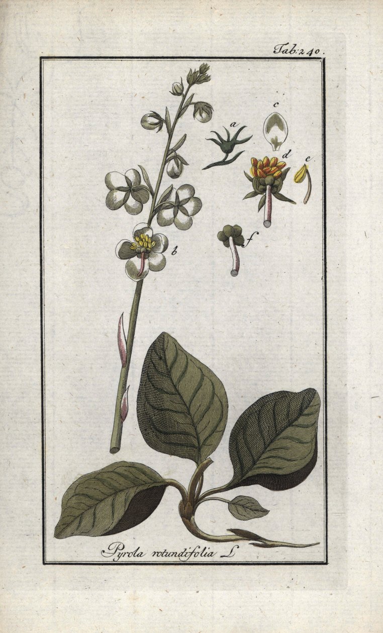 Kerek levelű pirol (Pyrola rotundifolia). Litográfia Johannes Zorn (1739-1799) "Afbeelding der Artseny-Gewassen" című művéből, Hollandia. alkotó: Unbekannter Künstler