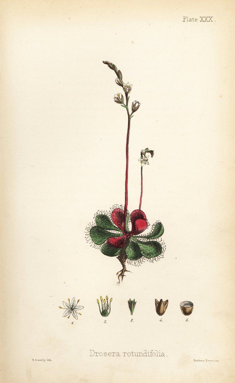 Kerek levelű napraforgó, Drosera rotundifolia. Henry Sowerby kézi színezésű litográfiája Edward Hamilton Flora Homeopathica című művéből, Bailliere, London. alkotó: Unbekannter Künstler