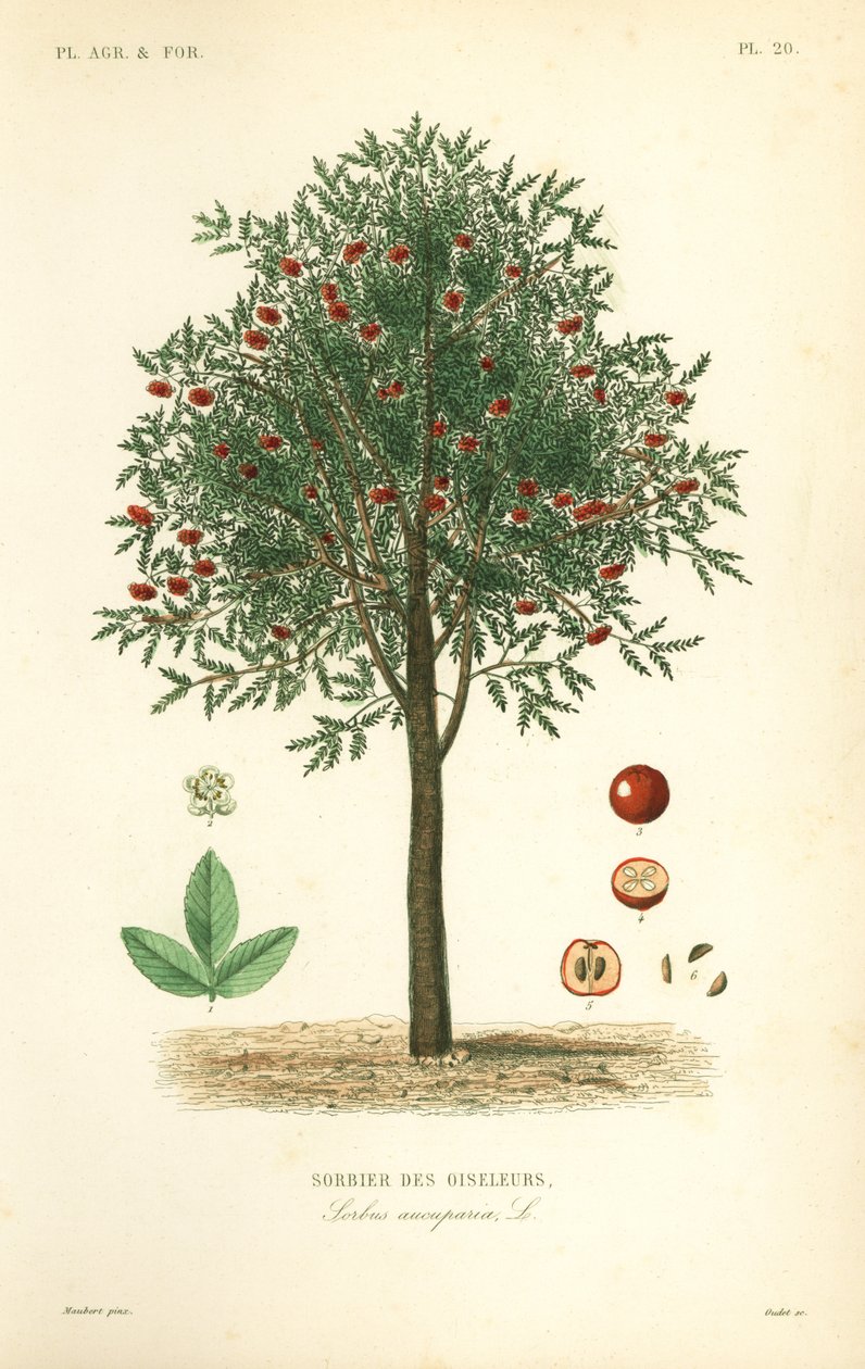Rowan vagy hegyi kőris fa, Sorbus aucuparia, hegyi kőris alkotó: Unbekannt