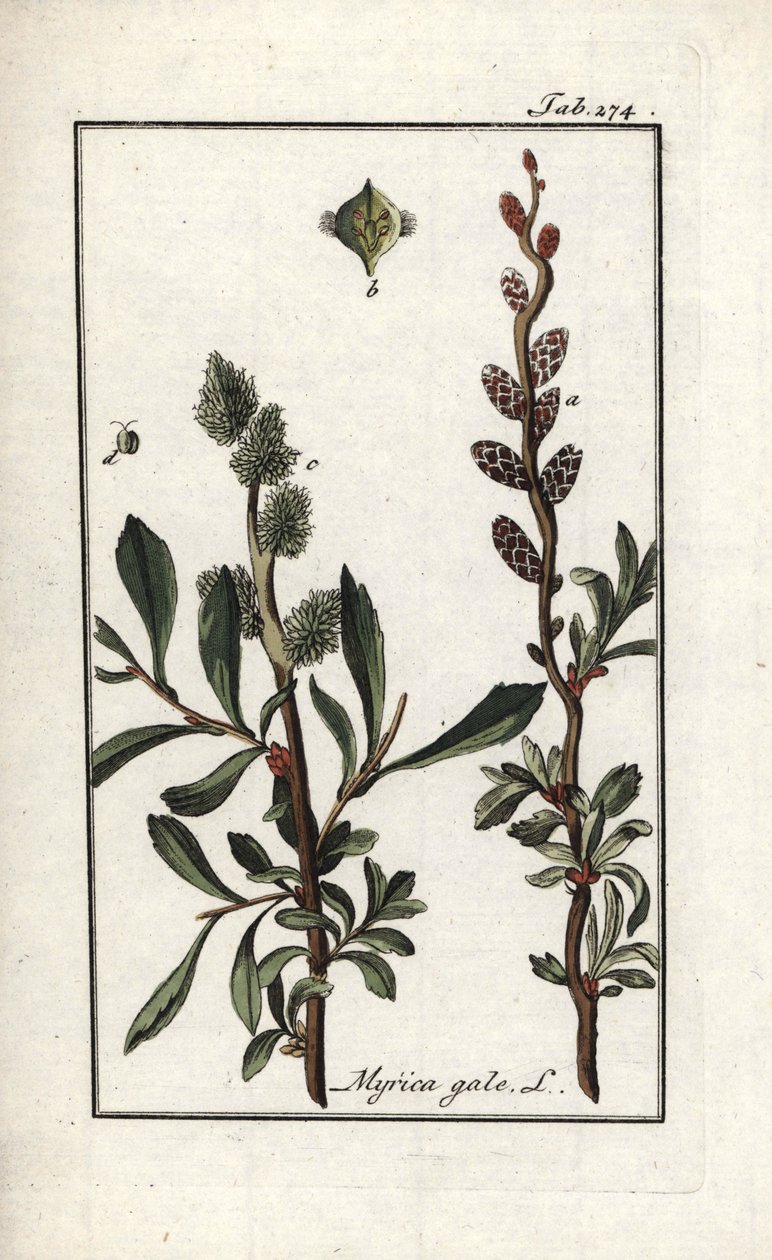 Királyi bors vagy mocsári mirtusz (Myrica gale). Litográfia Johannes Zorn (1739-1799) "Afbeelding der Artseny-Gewassen" című művéből, Hollandia. alkotó: Unbekannter Künstler