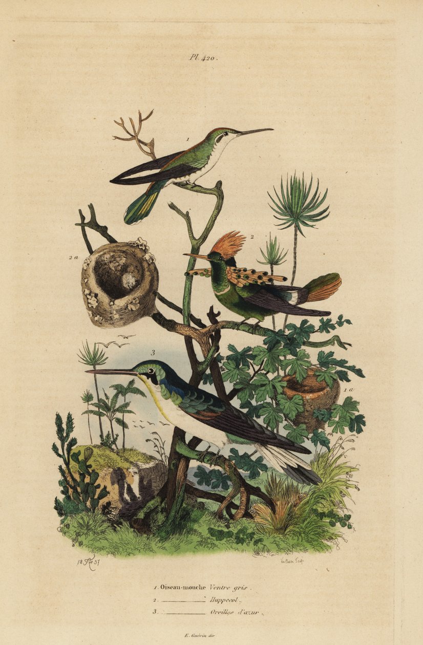 Rufos farkú kolibri, Amazilia tzacatl, bojtos kacér, Lophornis ornatus és fekete fülű tündér, Heliothryx auritus Szürkehasú kolibri, tarajos gallér, égszínkék fülek alkotó: Unbekannt