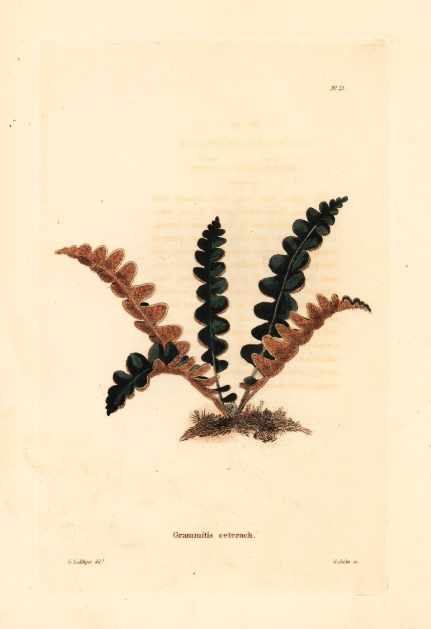 Rozsdás páfrányfenyő, Ceterach officinarum (Grammitis ceterach). George Cooke kézzel készített rézmetszete George Loddiges után, Conrad Loddiges