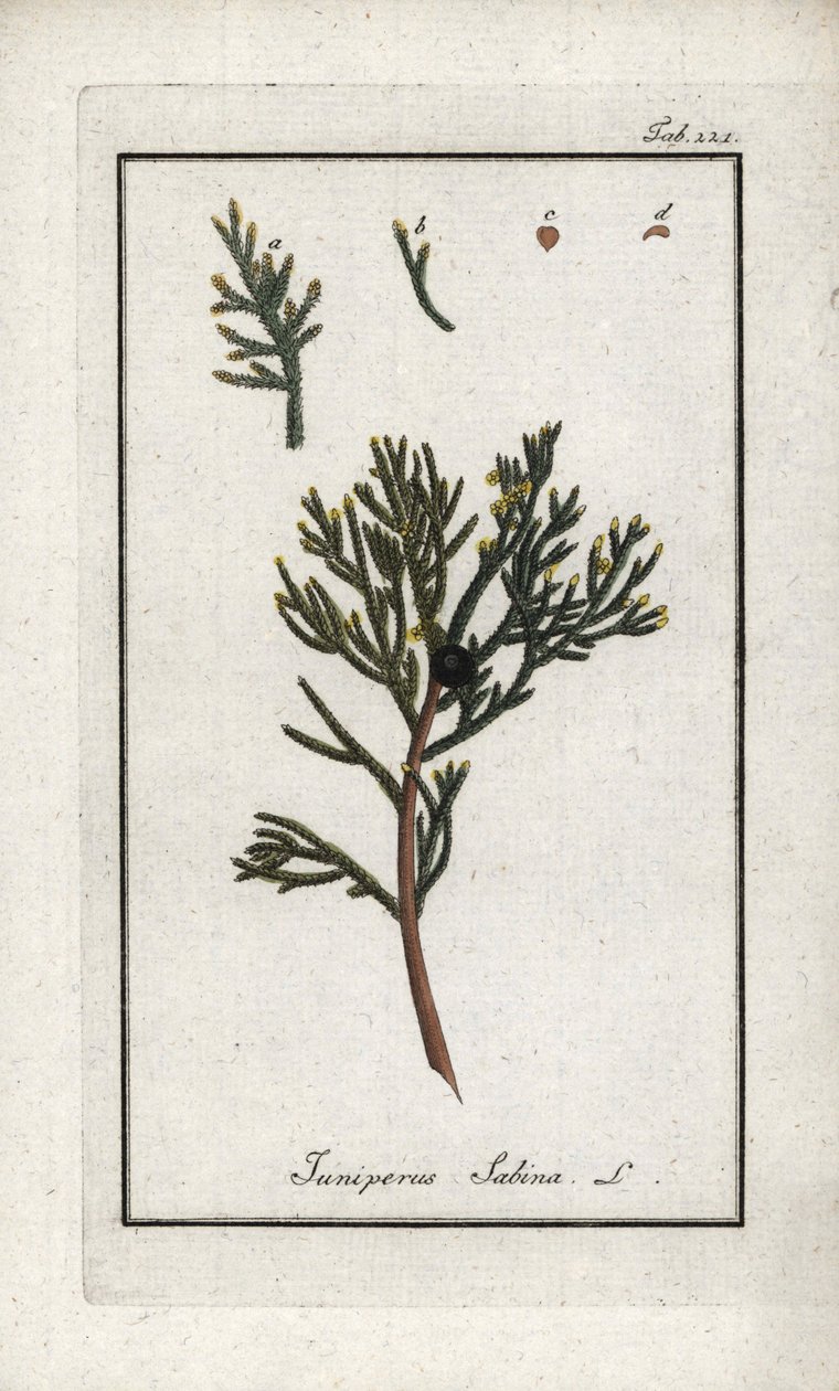 Sabine boróka (Juniperus sabina). Litográfia Johannes Zorn (1739-1799) "Afbeelding der Artseny-Gewassen" című művéből, Hollandia. alkotó: Unbekannter Künstler