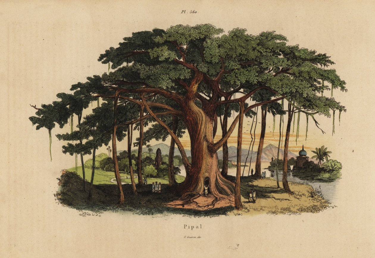 Szent fügefa vagy peepal fa, Ficus religiosa alkotó: Unbekannt
