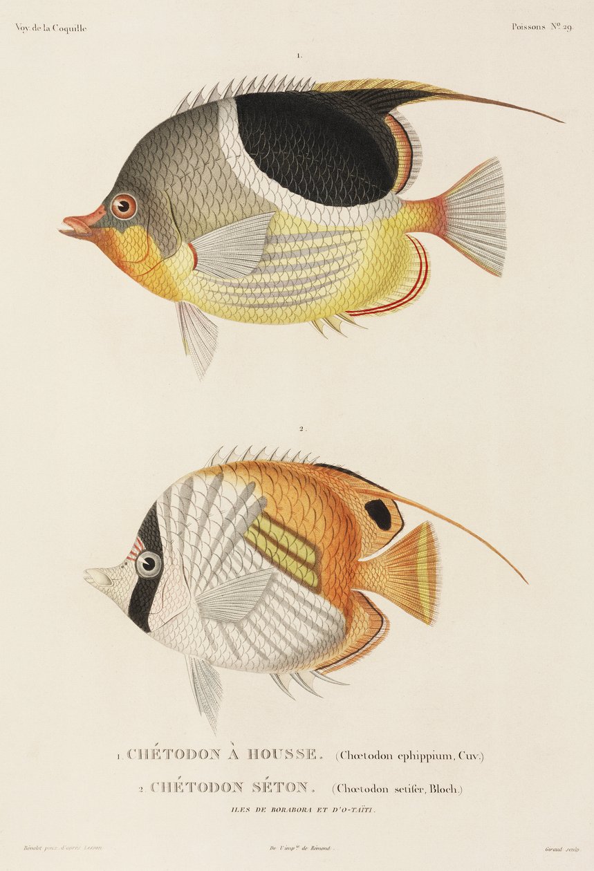 Saddleback és Auriga butterflyfishes, Dél-Csendes-óceán alkotó: Unbekannter Künstler