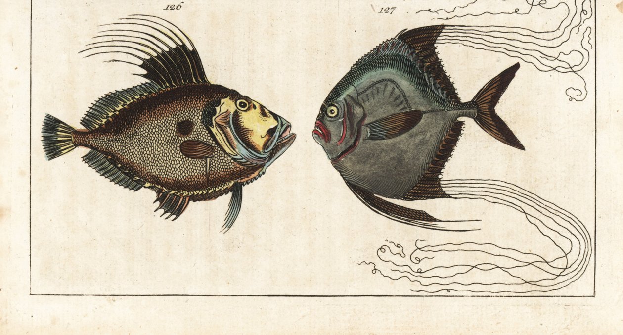Szentkő (vagy tengeri tyúk, doree vagy zee) - suszterfonál (vagy tollas karangue) - John Dory, Zeus faber 126, és afrikai pompánó, Alectis ciliaris 127. Kézzel színezett rézmetszet Gottlieb Tobias Wilhelm: Encyclopedia of Natural History című művéből: Fish alkotó: Unbekannter Künstler
