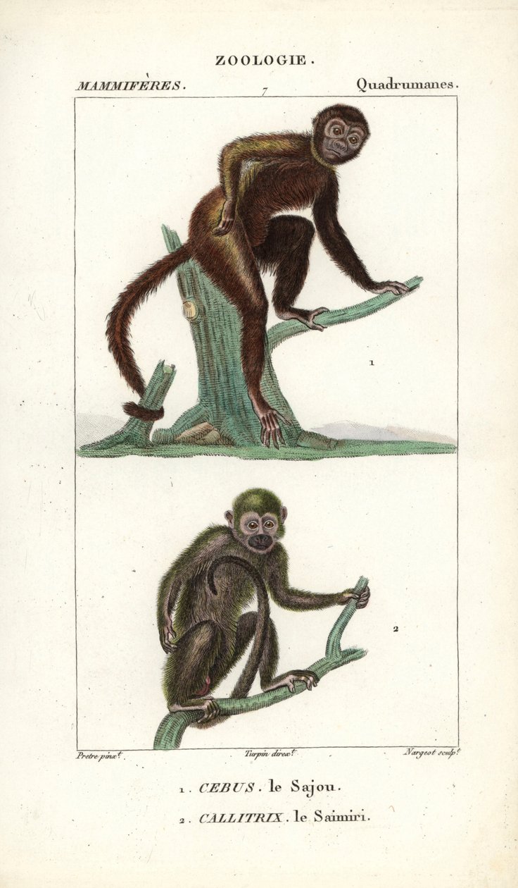 Sajou vagy saphogano vagy kapucinus és saimiri vagy mókusmajom - Eau forte, Jean Gabriel Pretre (1780-1845), Carnonkel metszete, Frederic Cuvier természettudományi szótárához: Emlősök, szerkesztette Pierre Jean Francois Turpin (1775-1840), kiadó: Pierre Je alkotó: Unbekannter Künstler