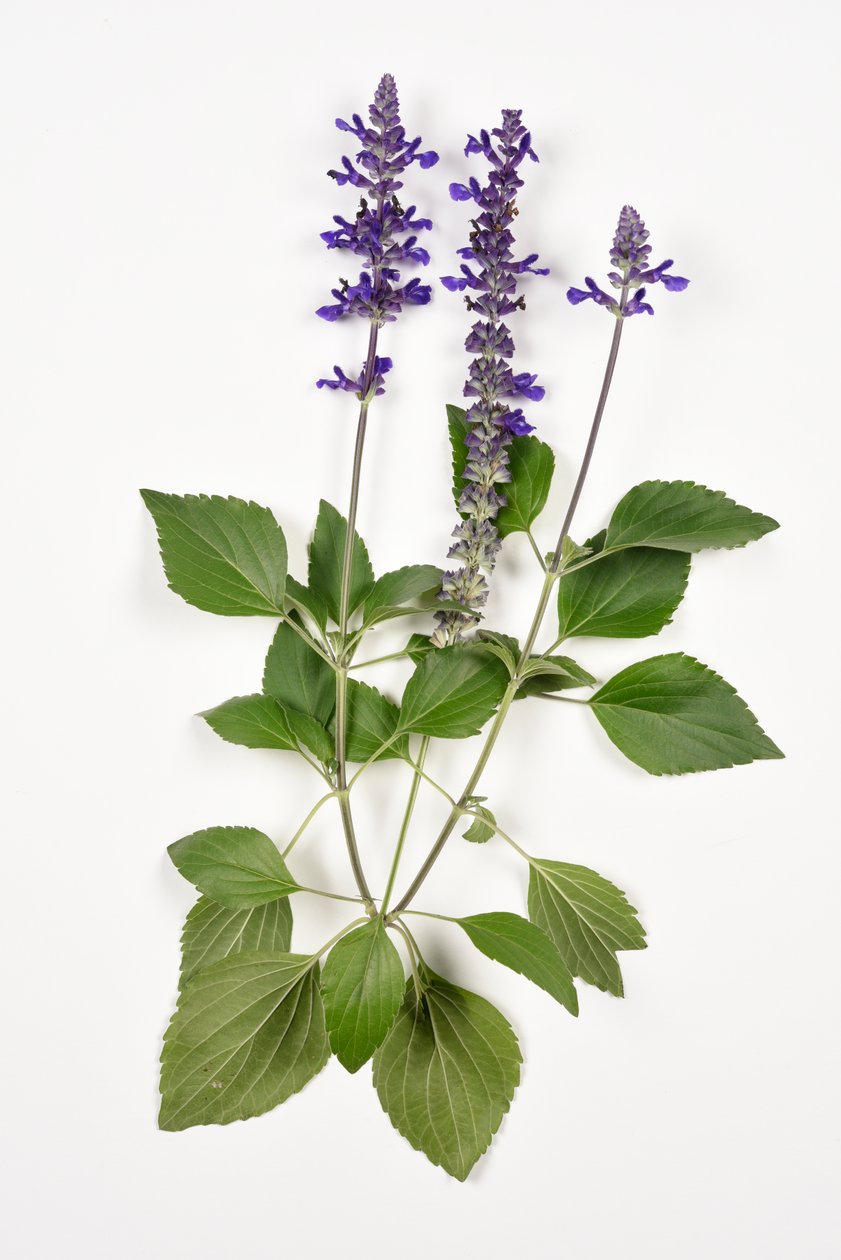 Salvia longispicata (s) farinacea/Big Blue/Hybrid Sage alkotó: Unbekannt