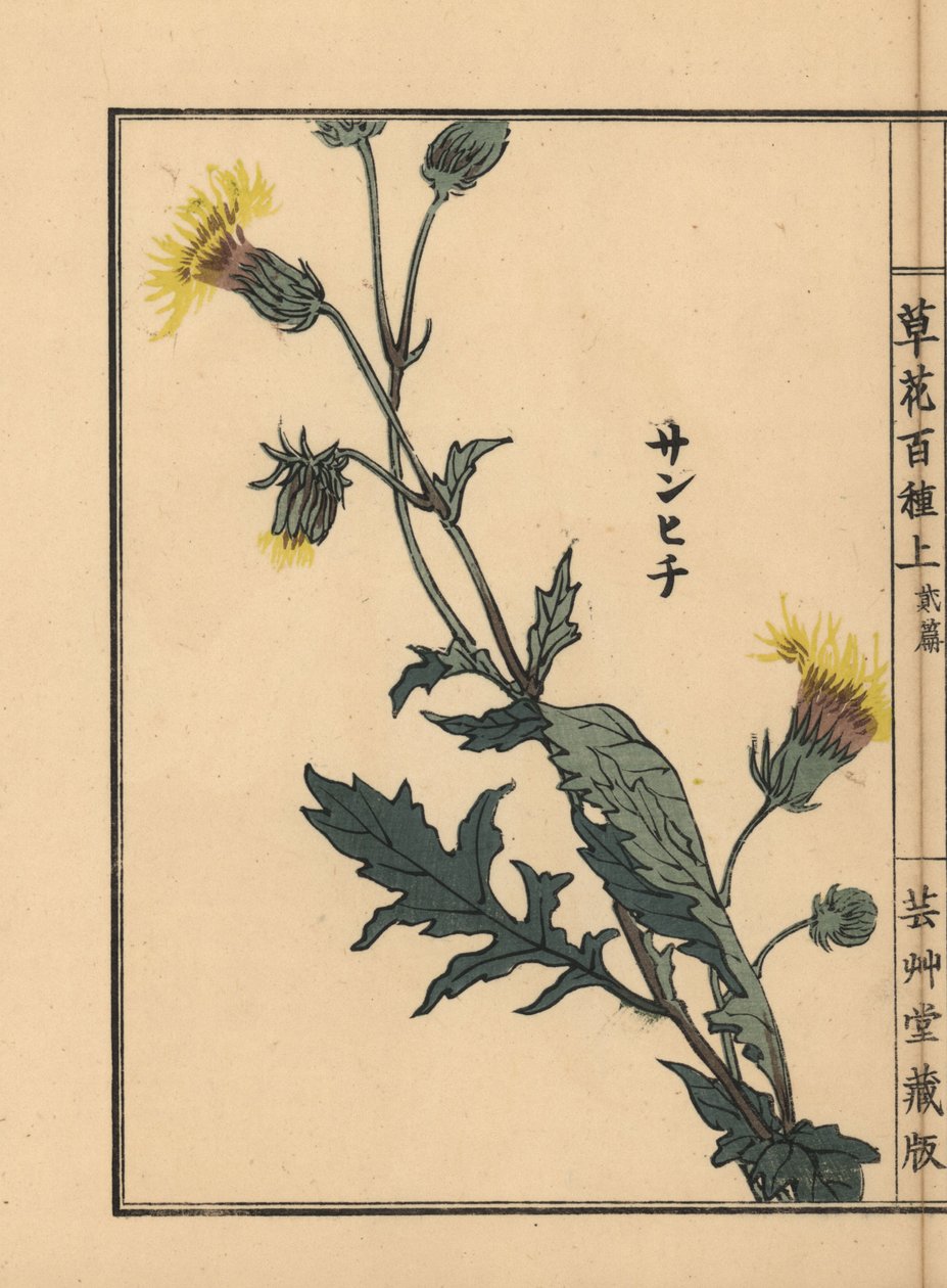 Sanhichisou vagy japán lila szenvedély, Gynura japonica. Kézzel színezett fametszet, Kono Bairei, Kusa Bana Hyakushu (One Hundred Varieties of Flowers), Tokió, Yamada. alkotó: Unbekannter Künstler