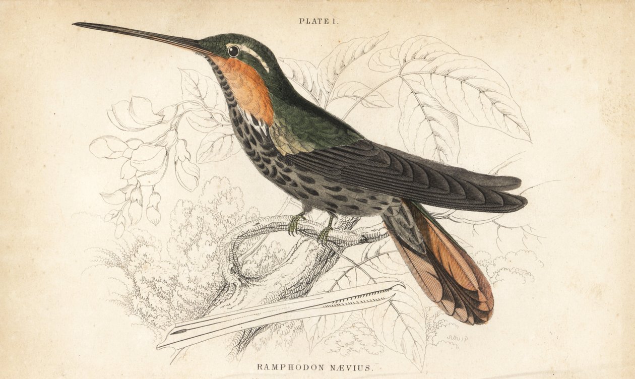 Fűrészcsőrű remete, Ramphodon naevius (foltos fűrészcsőrű kolibri). William Lizars kézzel színezett acélmetszete Sir William Jardine természettudós könyvtárából: Ornithology: Hummingbirds, Edinburgh, W.H. Lizars alkotó: Unbekannter Künstler