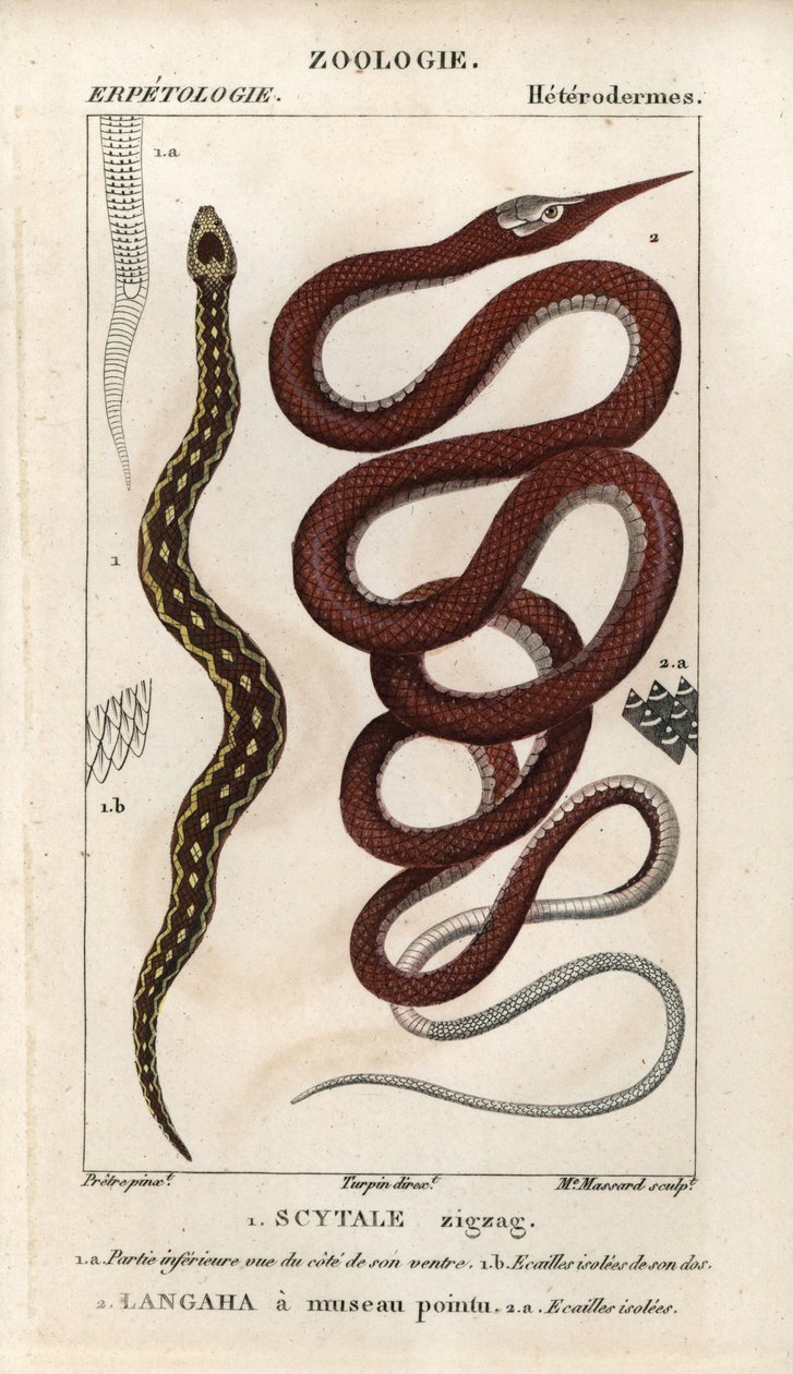 Fűrészpikkelyes vipera, scytale zigzag, Echis carinatus, és madagaszkári levélorrú kígyó, langaha a pointu snout, Langaha madagascariensis. Kézzel színezett rézmetszet Jussieu "Természettudományi szótár" 1816-1830 című művéből. A halakról szóló kötetek alkotó: Unbekannter Künstler