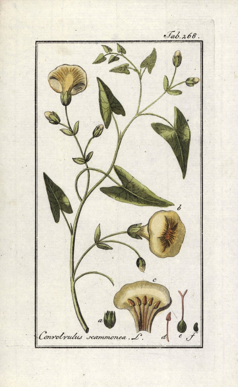 Scamonee (Convolvulus scammonia). Litográfia Johannes Zorn (1739-1799) "Afbeelding der Artseny-Gewassen" című művéből, Hollandia. alkotó: Unbekannter Künstler