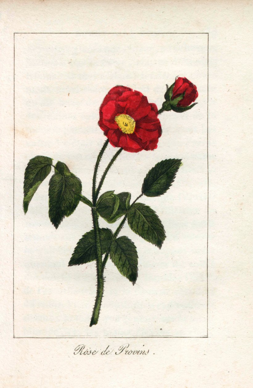 Skarlátvörös provence-i rózsaszín, provins-i rózsa, Rosa gallica. Kézi rézmetszet Prudhomme kisasszony illusztrációjáról, "Hommage rendu a la Rose", Párizs, 1815 körül. Ajándékkönyv a rózsa történetével és egy tucat botanikai miniatúrával. alkotó: Unbekannter Künstler