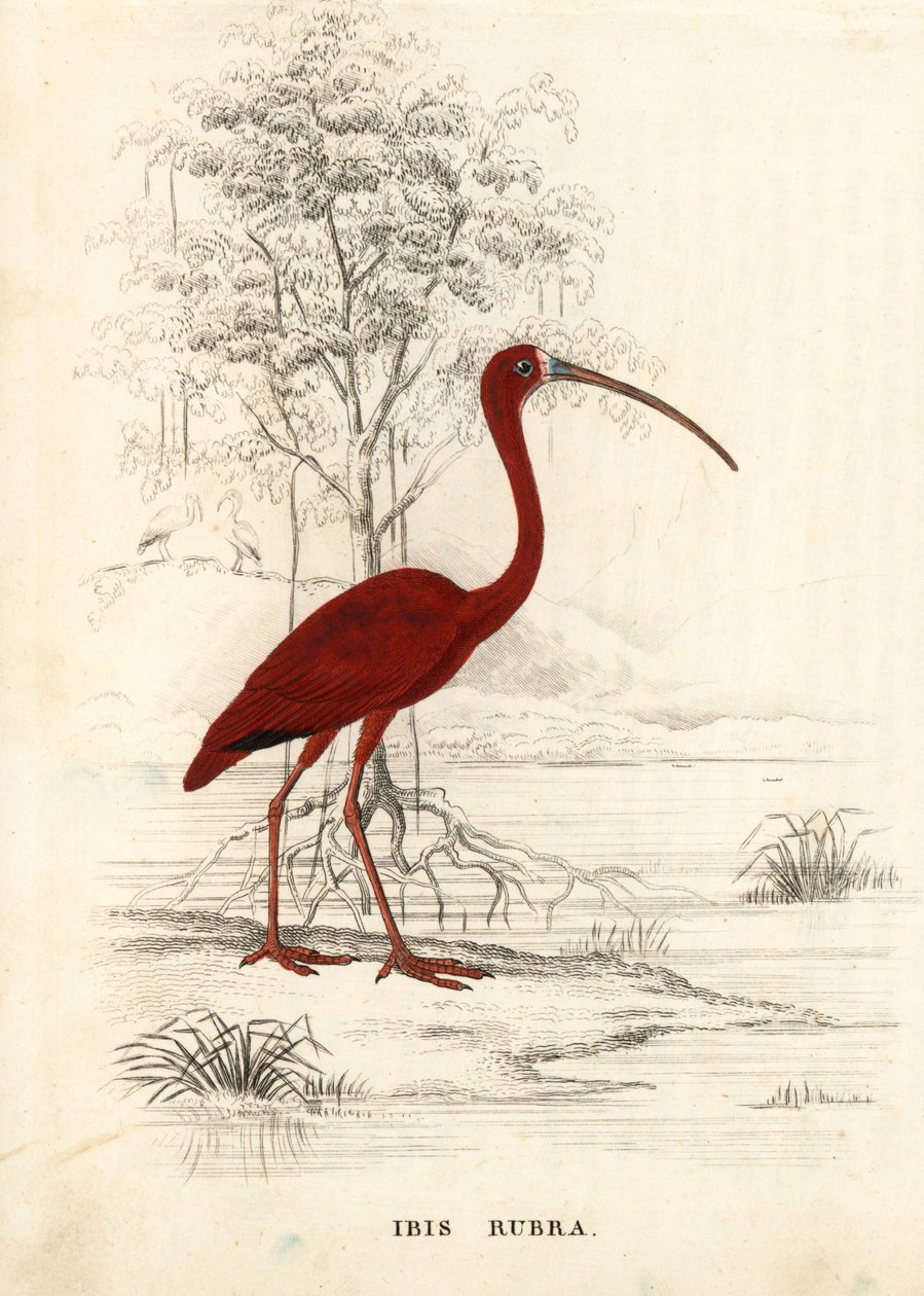 Skarlát ibisz, Eudocimus ruber (Ibis rubra). Kézzel színezett acélmetszet Georg Friedrich Treitschke Természettudományi Galériájából, Naturhistorischer Bildersaal des Thierreiches, Liepzig. alkotó: Unbekannter Künstler