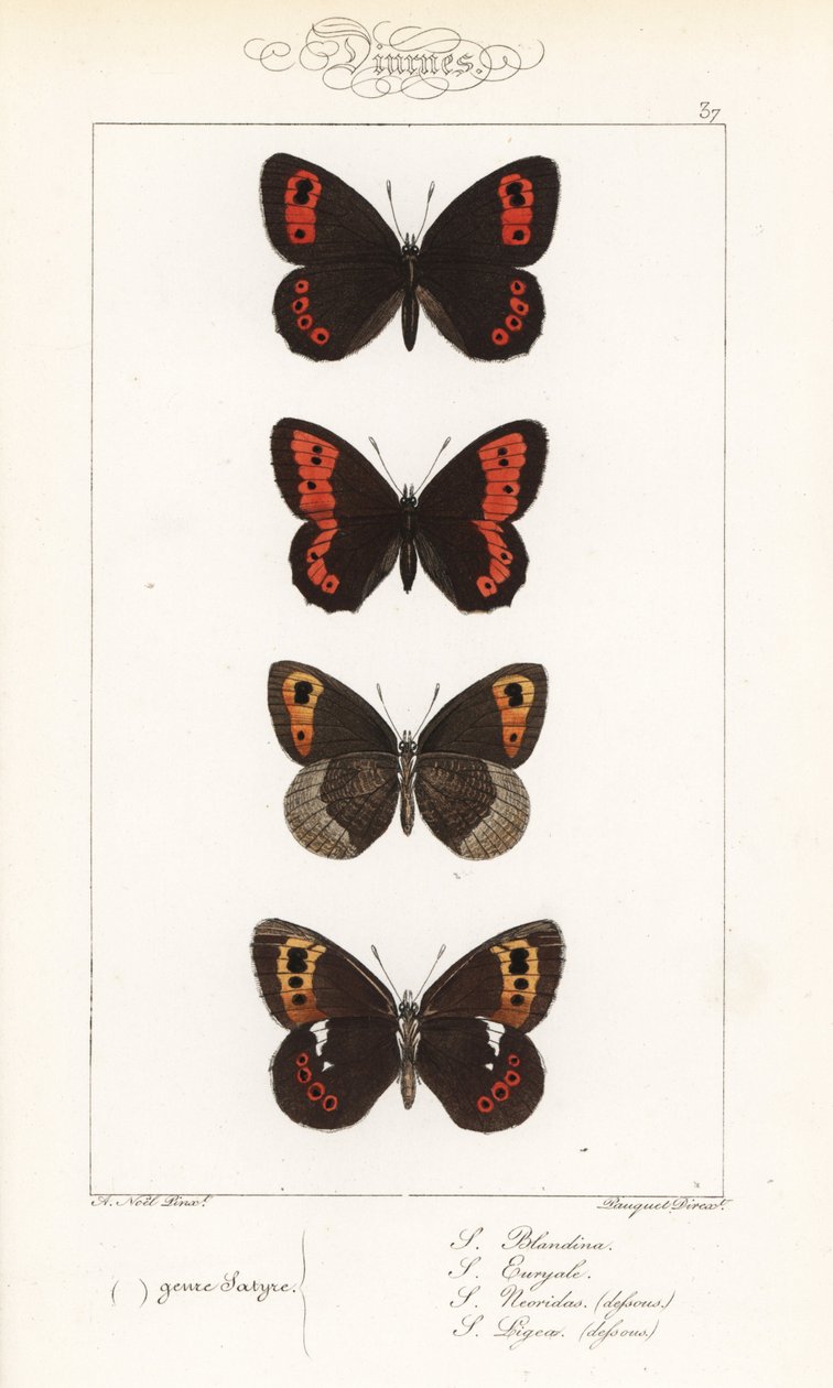 Scotch argus, Erebia aethiops, nagygyűrűs, Erebia euryale, őszi gyűrűs, Erebia neoridas (hasi), és Arran barna, Erebia ligea (hasi). A Pauquet testvérek kézi színezésű acélmetszete Alexis Nicolas Noel Hippoly illusztrációja után. alkotó: Unbekannter Künstler