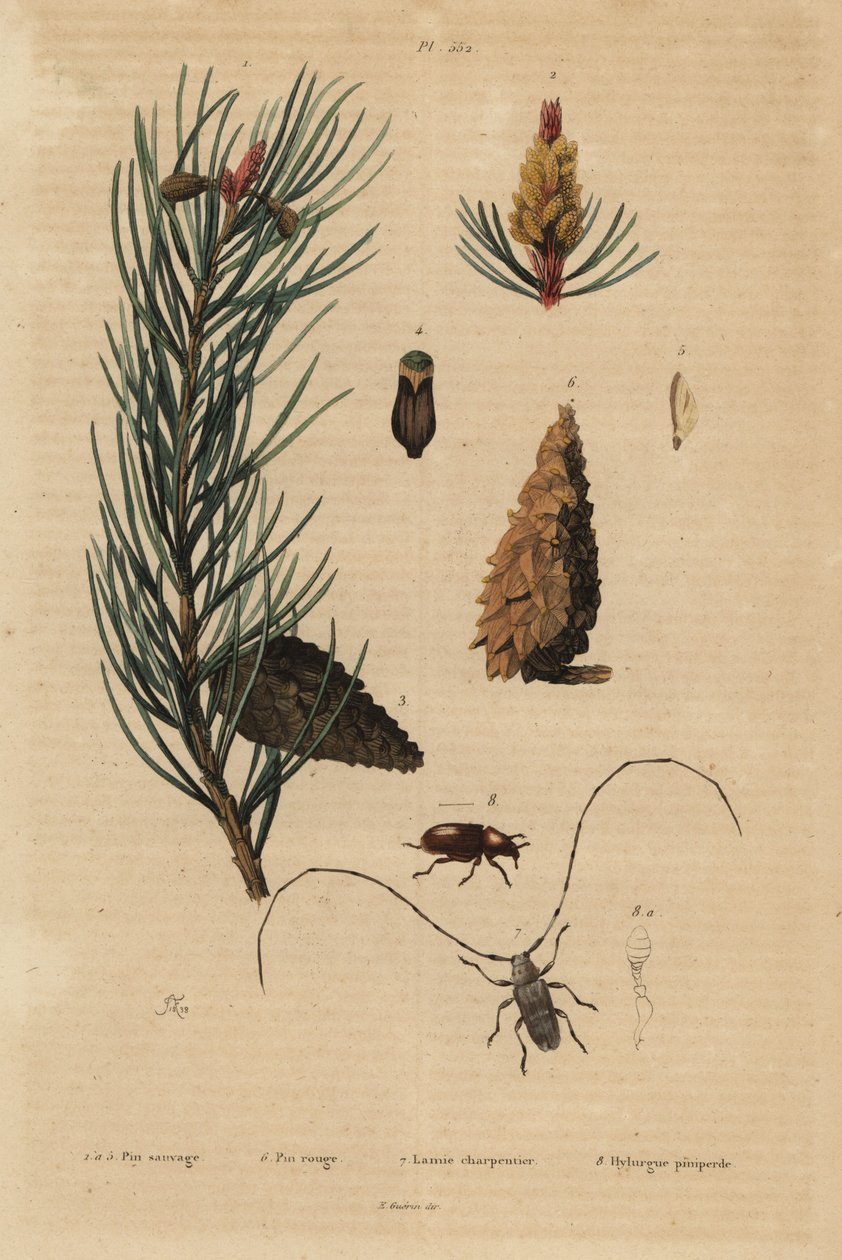 erdeifenyő, Pinus sylvestris 1-5, és vörös vagy norvég fenyő, Pinus resinosa 6, takácsbogár, Lamia textor 7 és fenyőbogár, Tomicus piniperda alkotó: Unbekannt