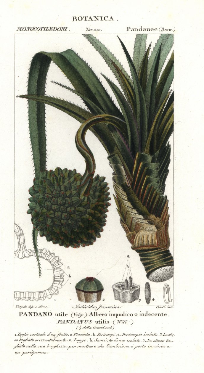 Csavarfenyő, Pandanus utilis alkotó: Unbekannter Künstler