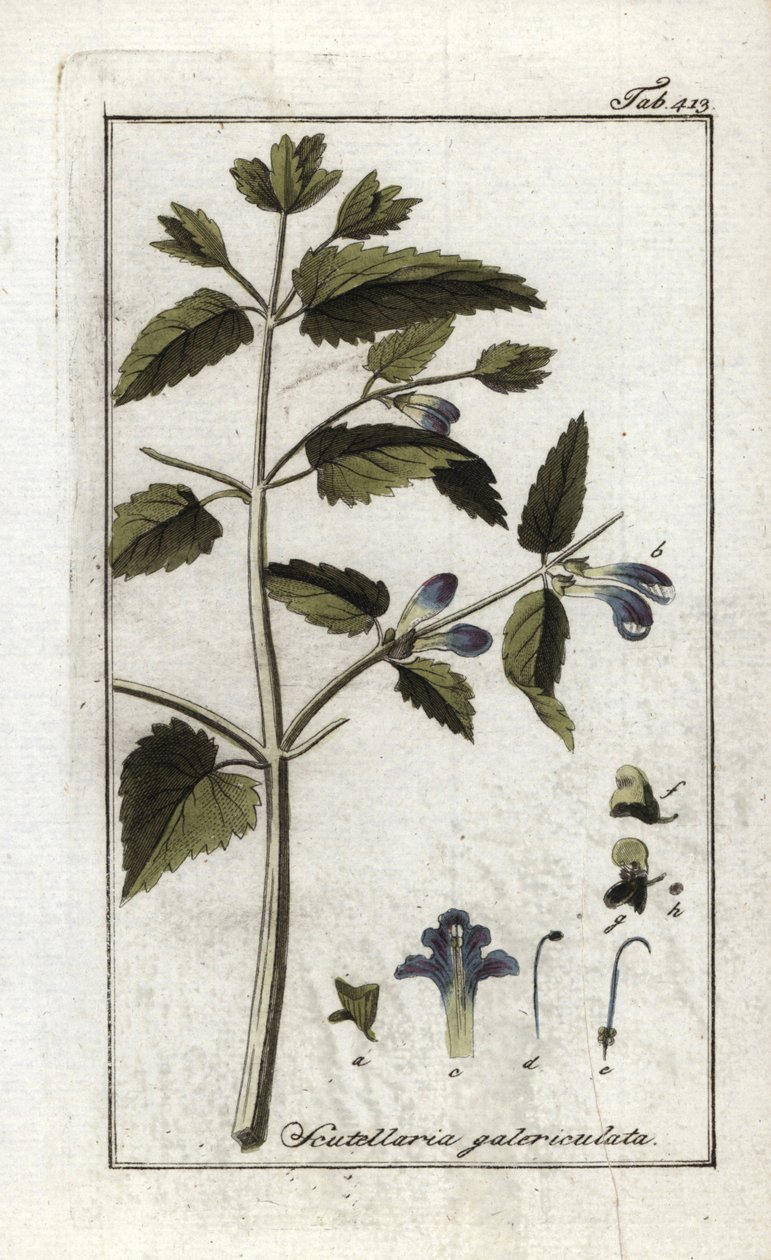 Scutellaire sisakkal vagy nagy sapkával (Scutellaria galericulata). Litográfia Johannes Zorn (1739-1799) "Afbeelding der Artseny-Gewassen" című művéből, Hollandia. alkotó: Unbekannter Künstler
