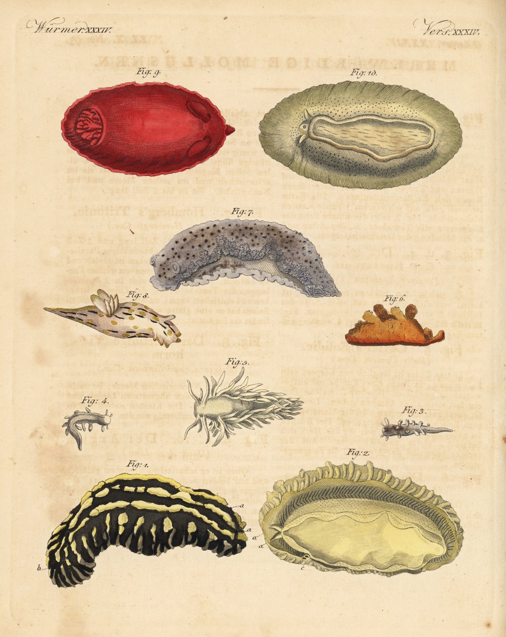 Tengeri csigák: Phyllidia varicosa 1,2, Tergipes limacina 3,4, Aeolidia papillosa 5, Scyllaea pelagica 6, Tritonia hombergii 7, Polycera quadrilineata 8 és Platydoris argo 9,10. Kézzel színezett rézmetszet Friedrich Johann Bertuch Bilderbuch für alkotó: Unbekannter Künstler