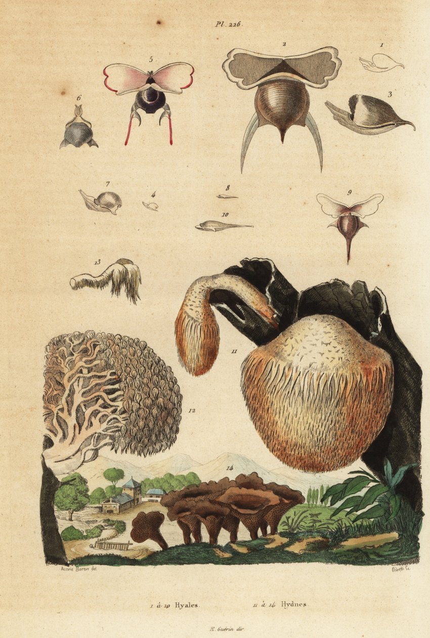 Tengeri csiga, Diacavolinia limbata és Diacria trispinosa 1-10, valamint Hydnum gomba, sündisznó gomba, Hydnum repandum 14, korall foggomba, Hericium coralloides 12 stb. alkotó: Unbekannt