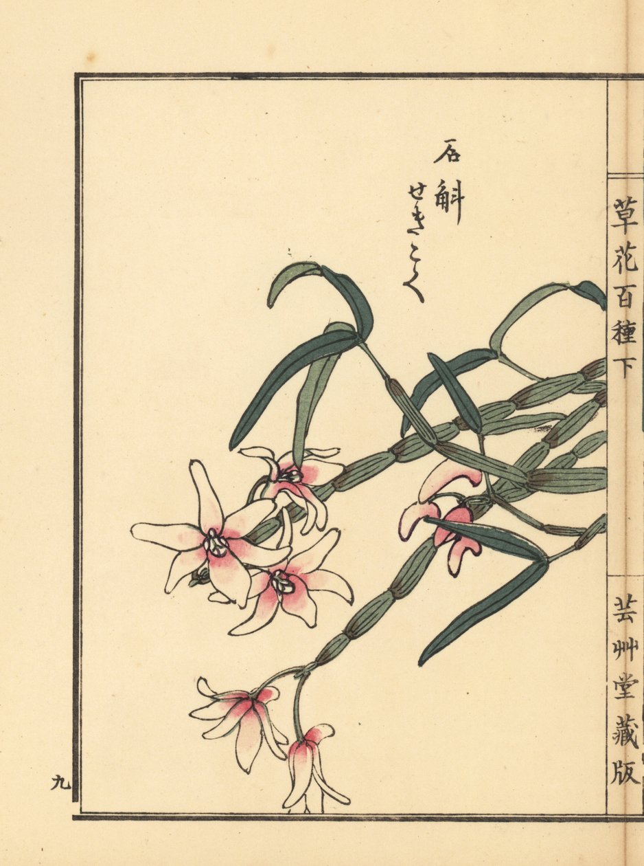 Sekkoku, Mohl dendrobium vagy japán kőorchidea, Dendrobium moniliforme. Kézzel színezett fametszet, Kono Bairei, Kusa Bana Hyakushu (One Hundred Varieties of Flowers), Tokió, Yamada. alkotó: Unbekannter Künstler