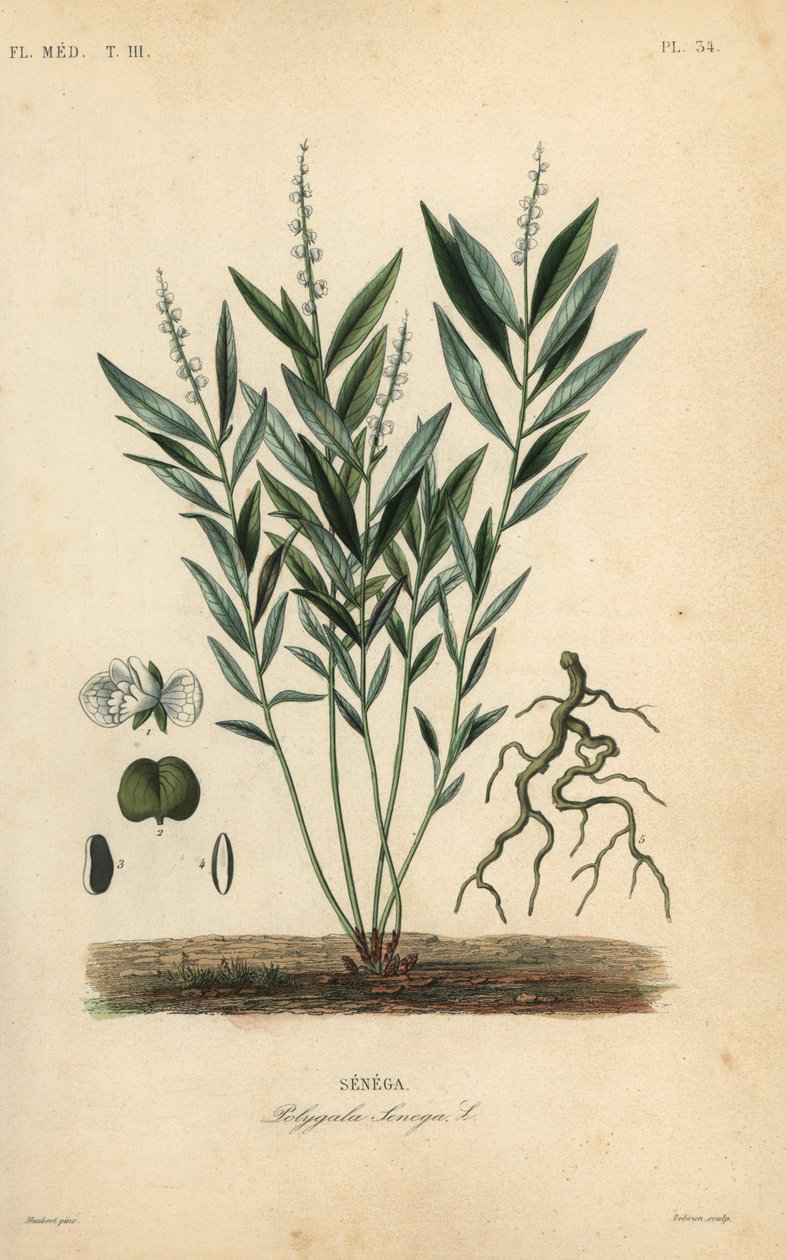 Seneca kígyógyökér vagy csörgőkígyó gyökér, Polygala senega, Senega alkotó: Unbekannt