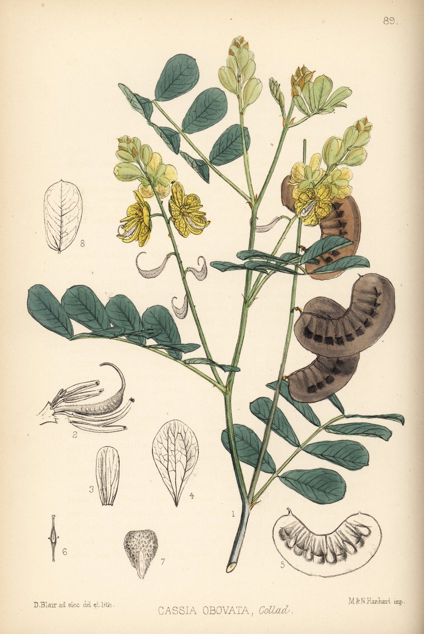 Szenegáli szenna, olasz szenna vagy Port Royal szenna, Senna italica (Cassia obovata). Hanhart kézi színezésű litográfiája David Blair botanikai illusztrációja után, Robert Bentley és Henry Trimen: Medicinal Plants, London. alkotó: Unbekannter Künstler