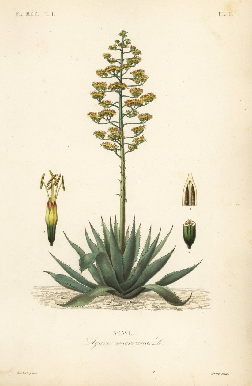 Sentry növény, századi növény, maguey vagy amerikai aloe, Agave americana, Agave alkotó: Unbekannt
