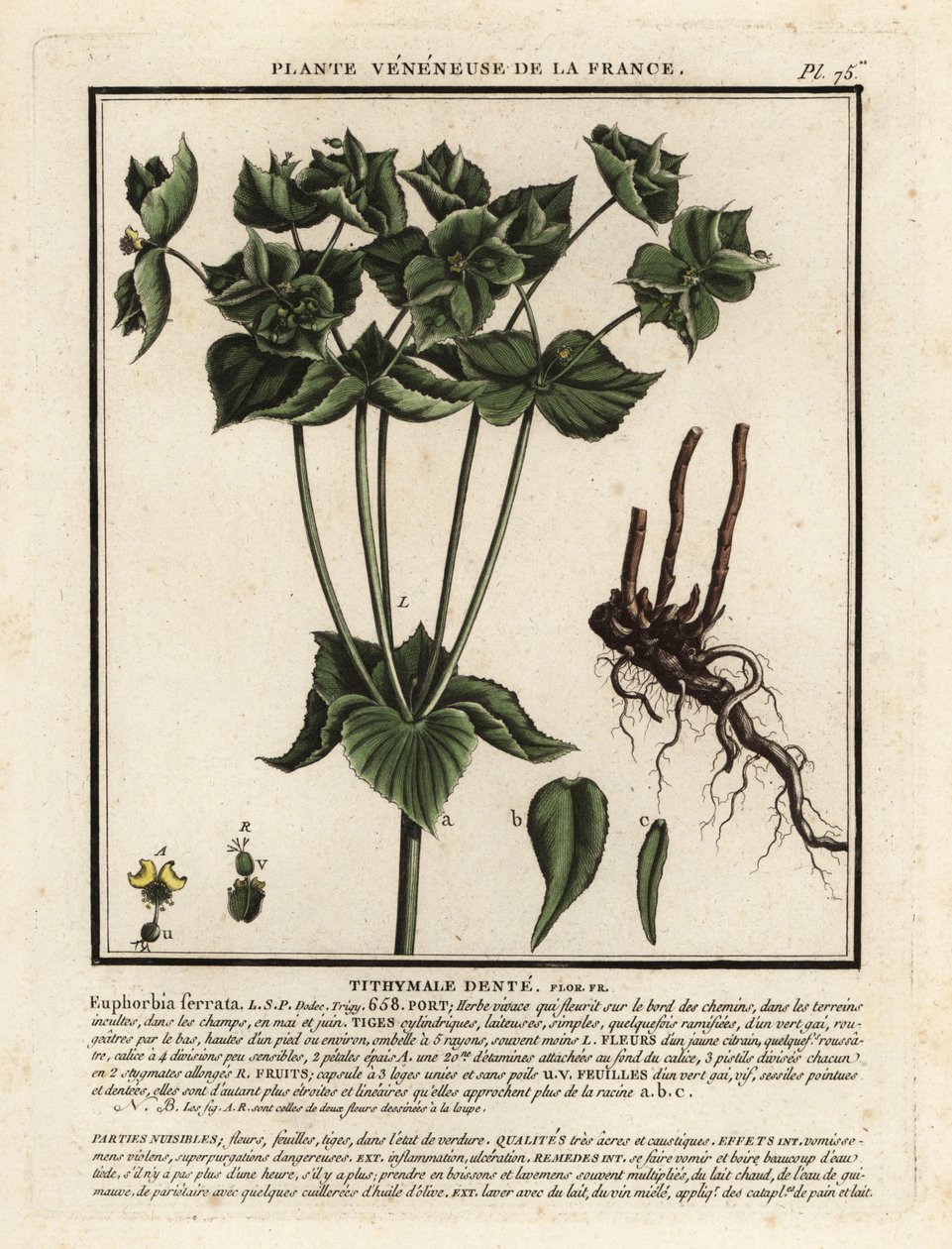 Fogazott sáp, Euphorbia serrata. alkotó: Unbekannter Künstler