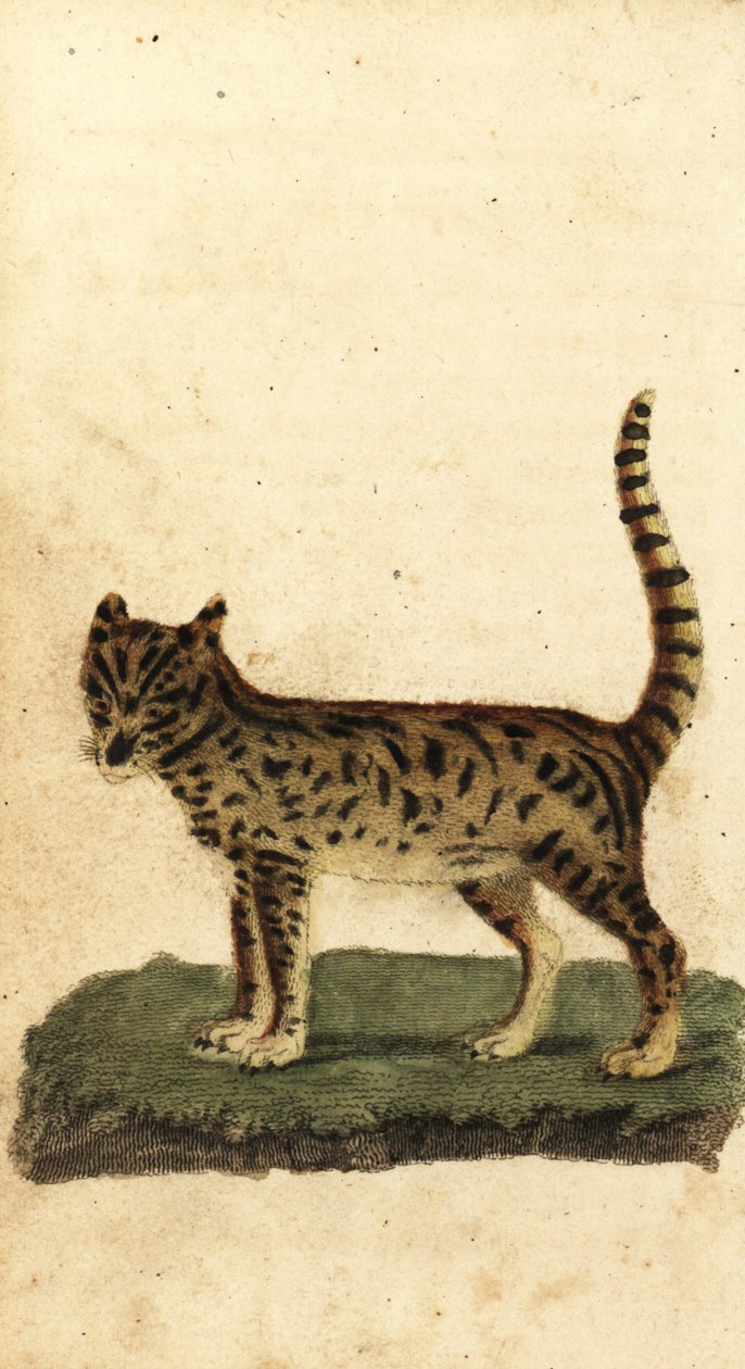 Serval, Leptailurus serval.,1800 (metszet) alkotó: Unbekannter Künstler