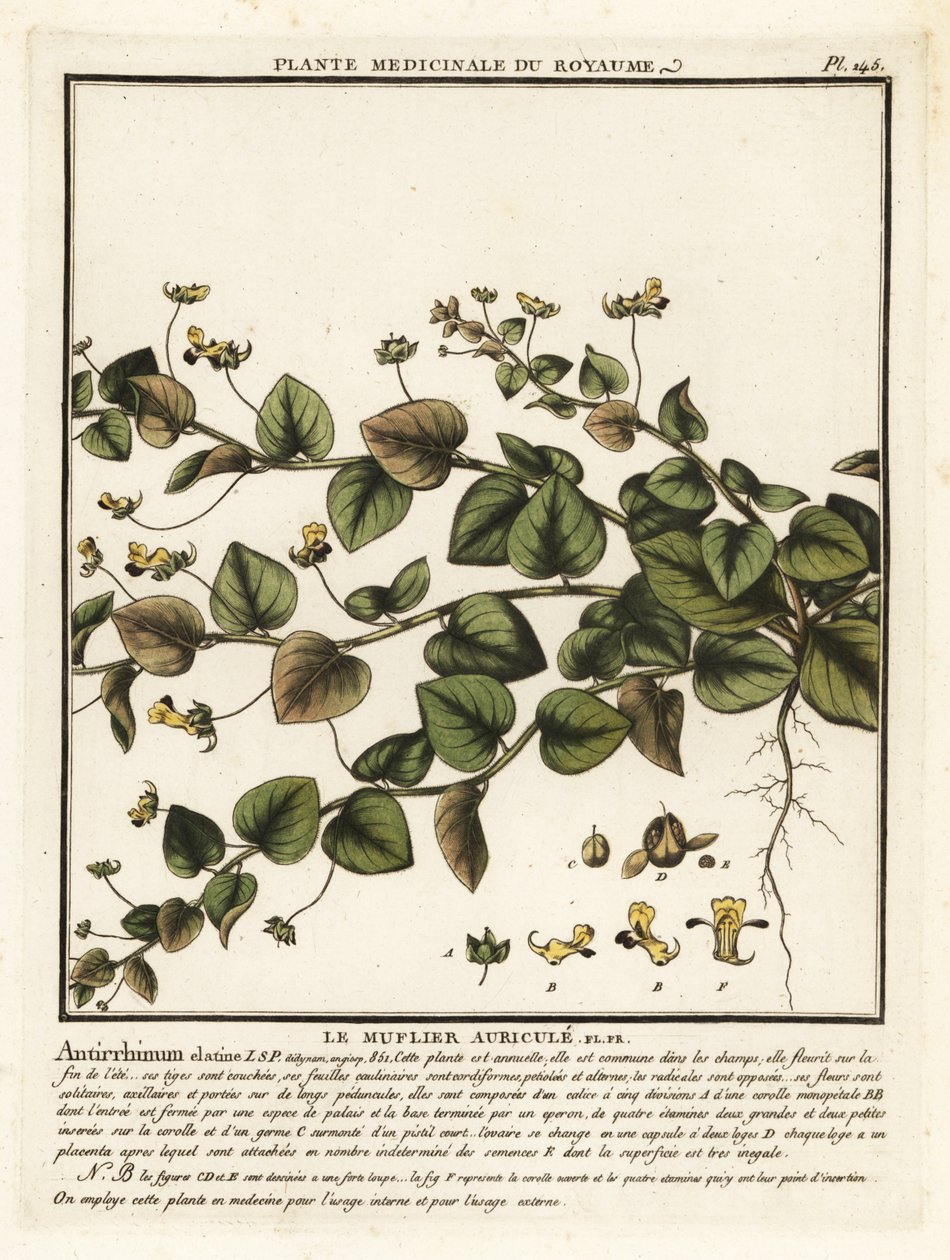 Sharpleaf cancerwort, Kickxia elatine. alkotó: Unbekannter Künstler