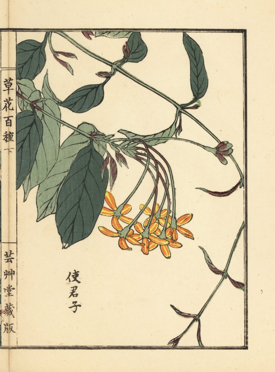 Shikunshi, kínai lonc vagy Rangoon kúszónövény, Combretum indicum (Kono Bairei kézi színezésű fametszete a Kusa Bana Hyakushu (One Hundred Varieties of Flowers), Tokyo: Yamada alkotó: Unbekannter Künstler