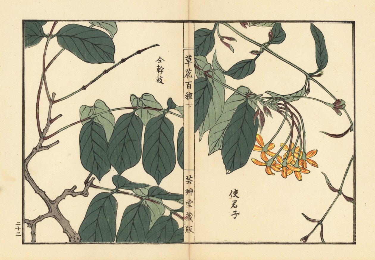 Shikunshi, kínai lonc vagy Rangoon kúszónövény, Combretum indicum (Quisqualis indica) Kézzel színezett fametszet, Kono Bairei, Kusa Bana Hyakushu (One Hundred Varieties of Flowers), Tokyo, Yamada. alkotó: Unbekannter Künstler