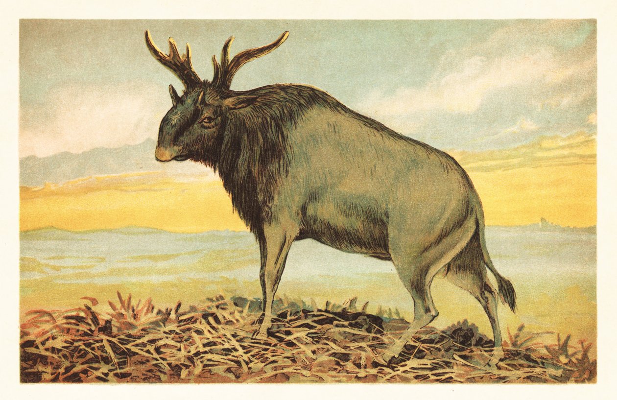 Shiva fenevada, Sivatherium giganteum.1908 (litográfia) alkotó: Unbekannter Künstler