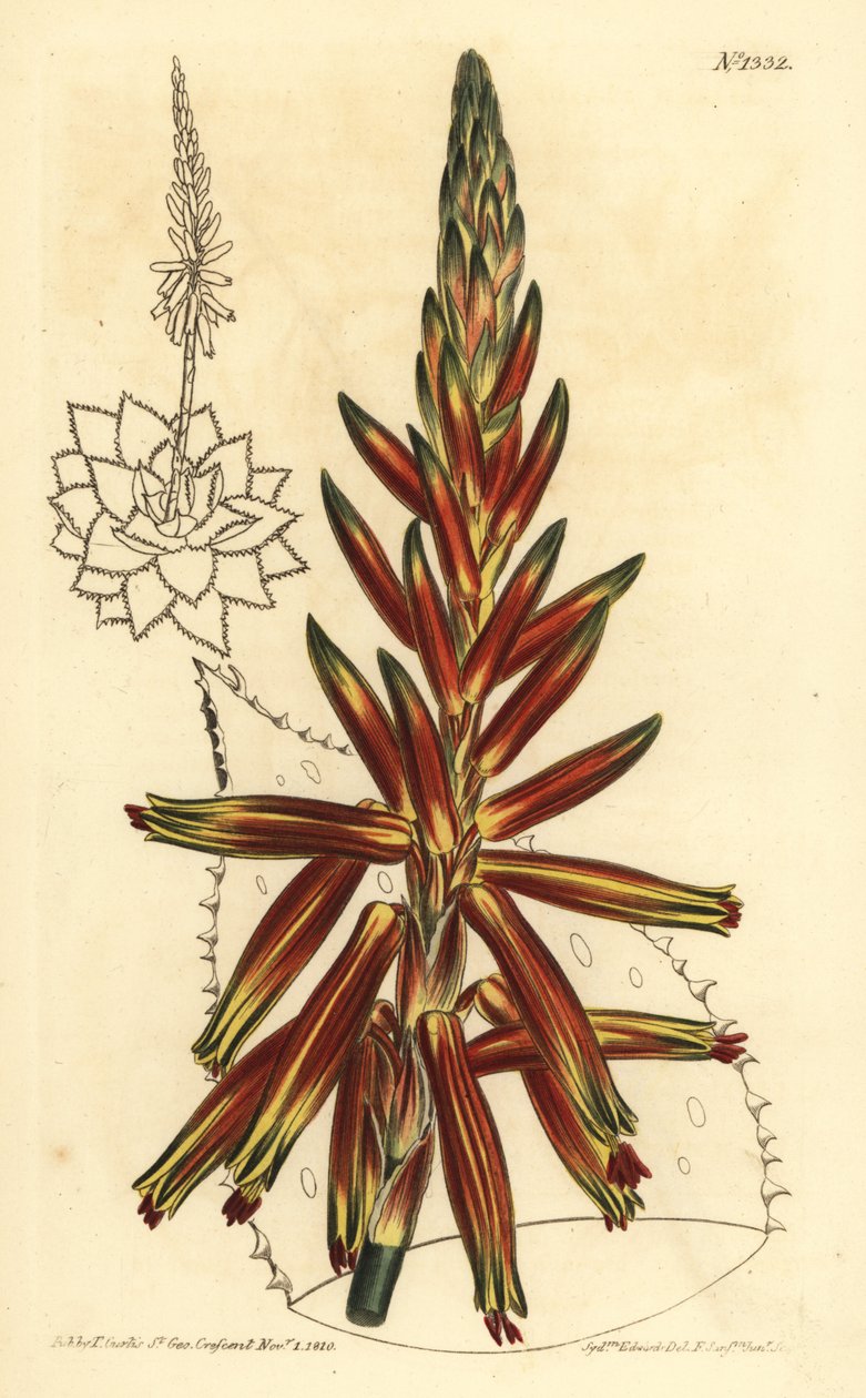 Rövid levelű aloe, Aloe brevifolia var alkotó: Unbekannt