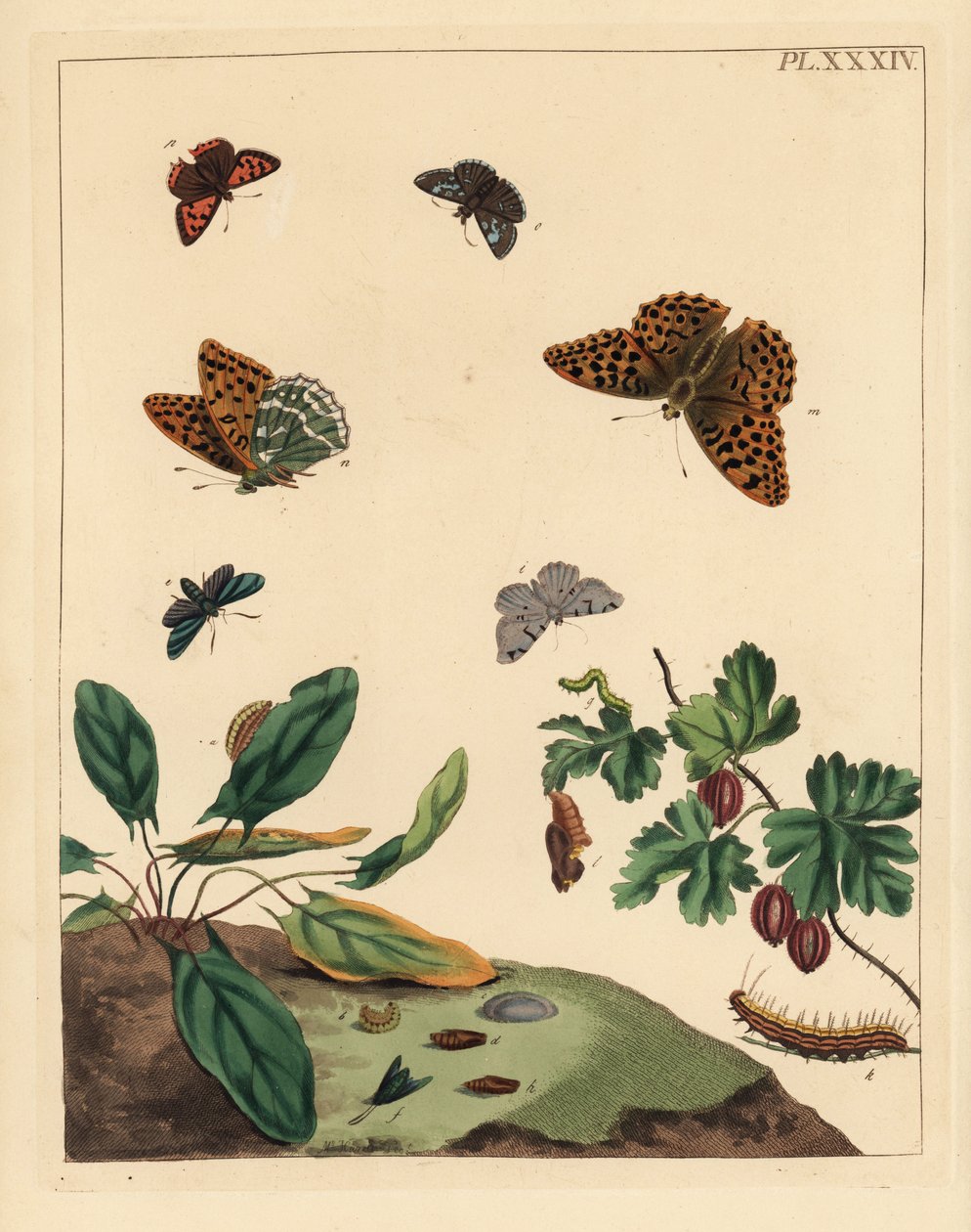 Ezüstmoszat pillangó, Argynnis paphia, erdészlepke, Adscita statices, L. vagy egreslepke, Halia vauaria, kis rézboglárka, Lycaena phlaeas, dingy skipper, Erynnis tages, és egresbokor, Ribes grossularia. Kézzel színezett litográfia alkotó: Unbekannter Künstler