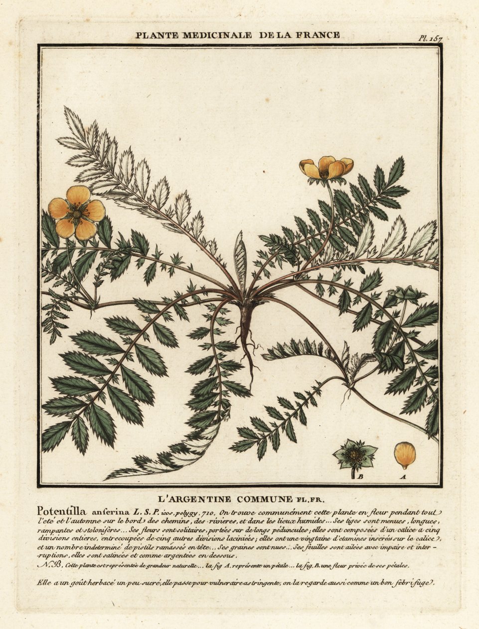 Ezüstfű, Potentilla anserina. alkotó: Unbekannter Künstler