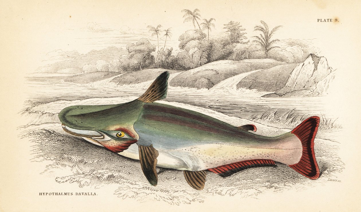 Lejtőfejes harcsa, Ageneiosus inermis (az arawaakiak Dawalla-ja, Hypothalmus davalla). W.H. Lizars kézi színezésű acélmetszete James Stewart illusztrációja után, Robert Schomburg Fishes of Guiana című művéből, amely Sir William Jardine Naturalist