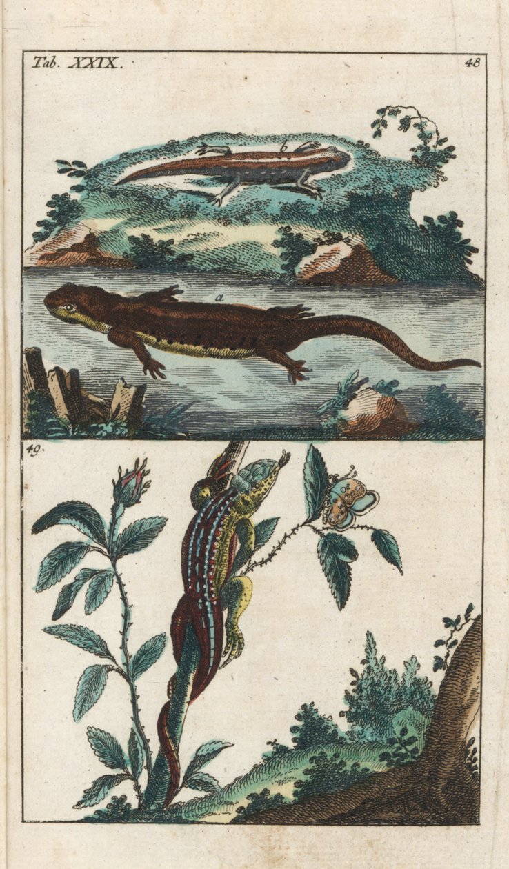 Sima vagy közönséges Triton és homoki gyík - Erős víz Gottlieb Tobias Wilhelm (1758-1811), a Természettudományi Enciklopédiából: Amphibians alkotó: Unbekannter Künstler