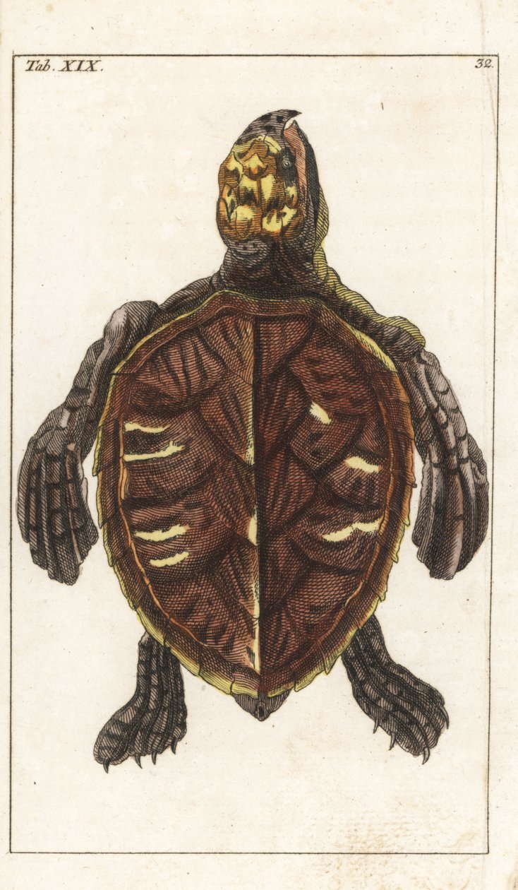 Snack Turtle vagy Scale Turtle - Strong Water Gottlieb Tobias Wilhelm (1758-1811), a Természettudományi Enciklopédiából: Amphibians alkotó: Unbekannter Künstler