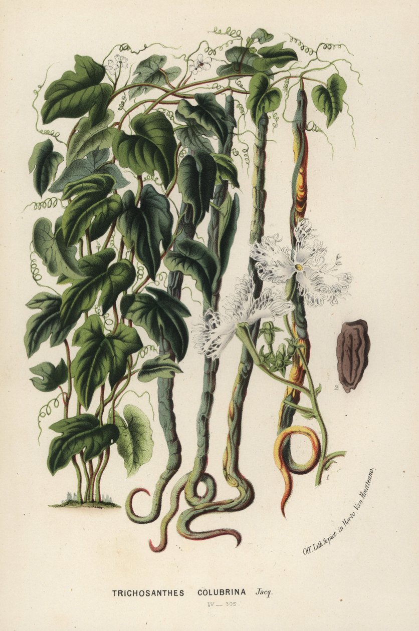Kígyótök, Trichosanthes cucumerina (Kígyóuborka vagy hajvirág, Trichosanthes colubrina). Kézzel színezett litográfia Louis van Houtte és Charles Lemaire: Európa kertjeinek és üvegházainak virágai, Flore des Serres et des Jardins de l