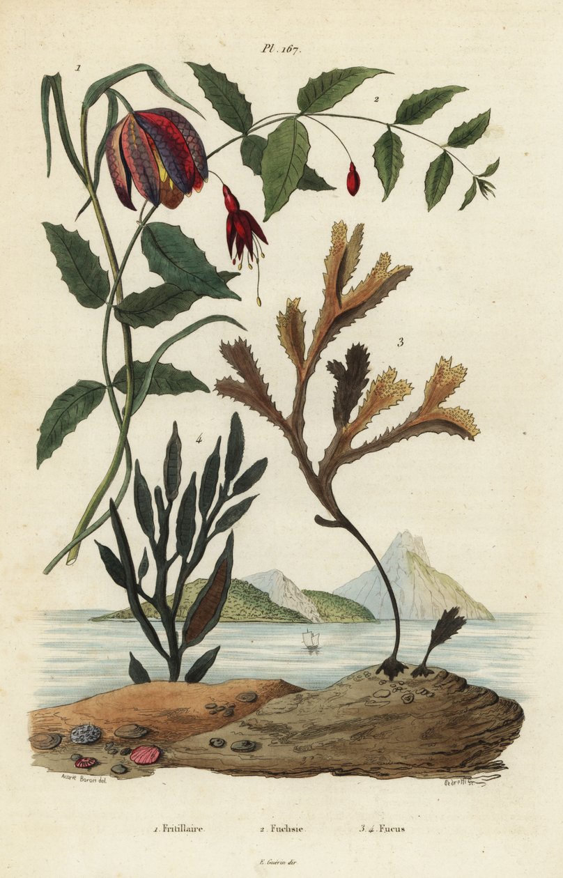 Kígyófej fritillary, Fritillaria meleagris 1, kolibri fukszia, Fuchsia magellanica 2, fogas roncs, Fucus serratus 3 és Fucus siliqueux 4. Fritillaire, Fuchsie, Fucus alkotó: Unbekannt