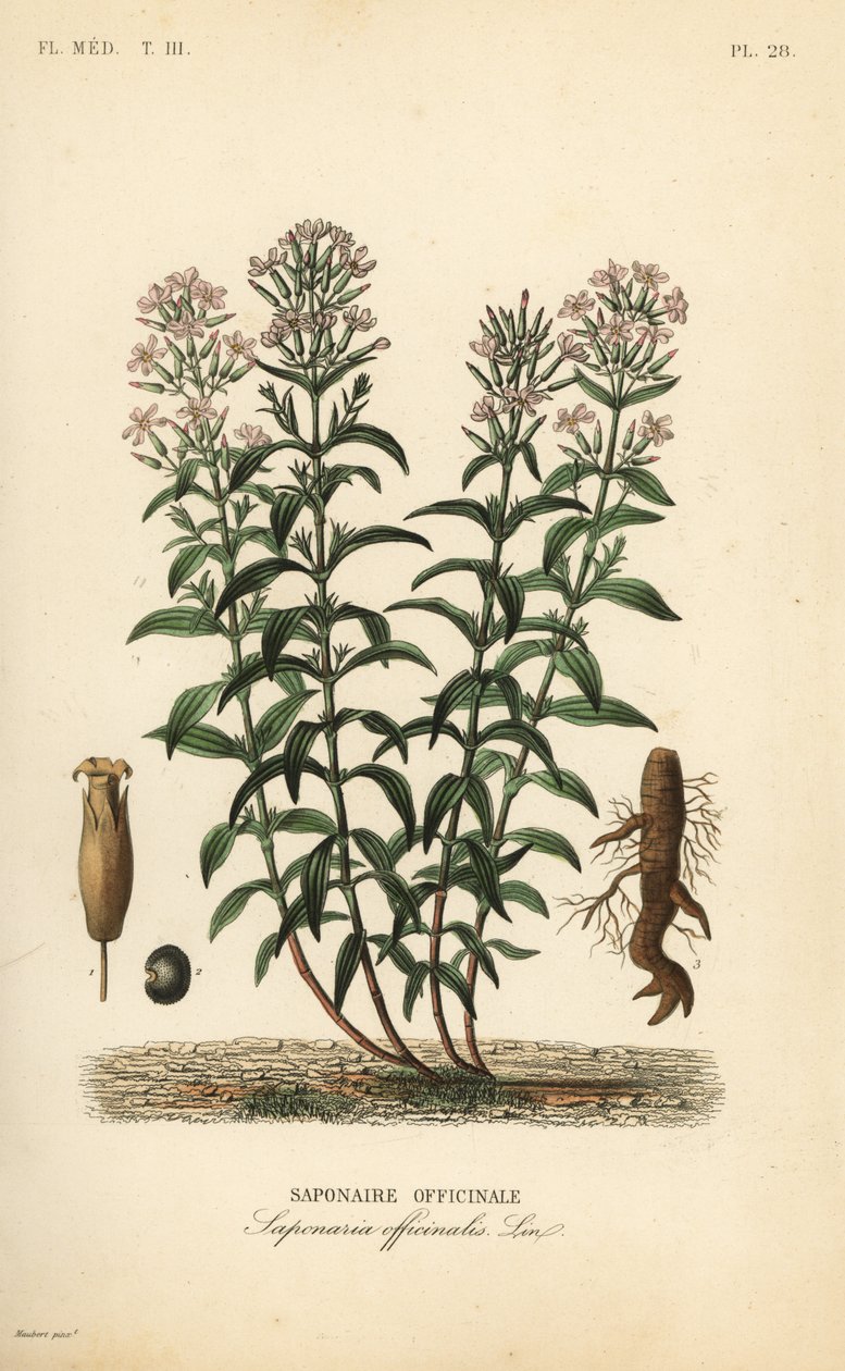 Szappanfű vagy szappanfű, Saponaria officinalis, Saponaire officinale alkotó: Unbekannt