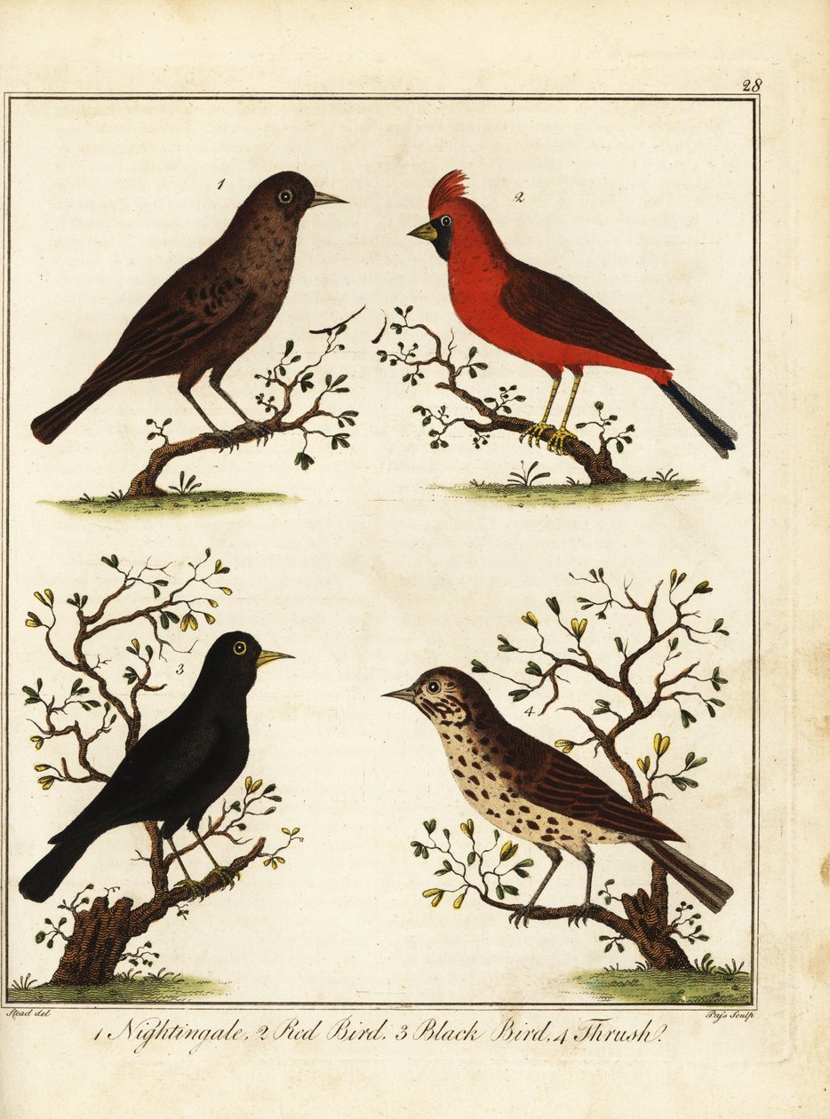 Énekes madarak: csalogány, vörös madár, fekete madár és rigó. 1792 (metszet) alkotó: Unbekannter Künstler