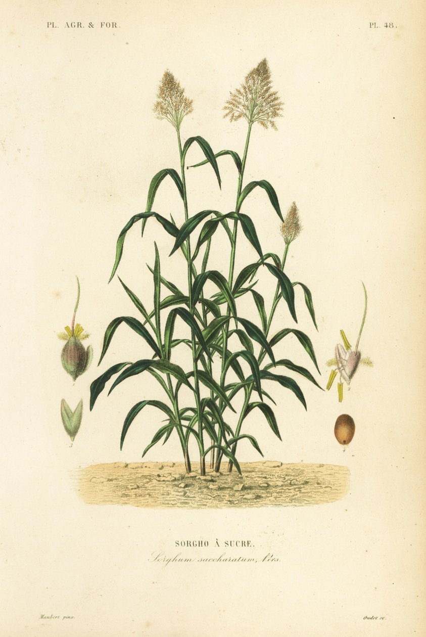 Cirokfű, nagy köles, Dhaurra, Jowari és Milo, Sorghum Bicolour, Sorghum Saccharitum, Sorgho da Sucre alkotó: Unbekannt