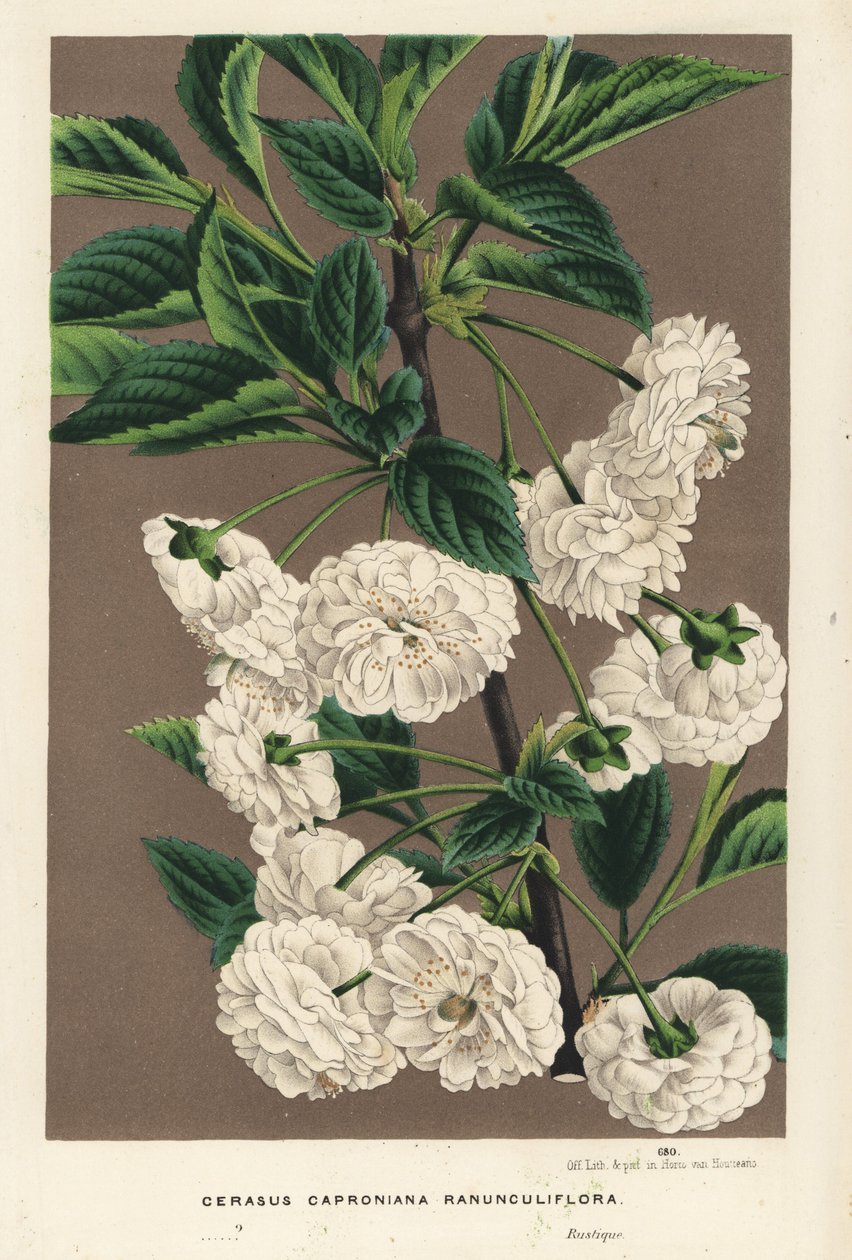 Cseresznyefa, Prunus cerasus (caproniana ranunculiflora). Kézzel színezett litográfia Louis van Houtte és Charles Lemaire: Flowers of the Gardens and Hothouses of Europe, Flore des Serres et des Jardins de l