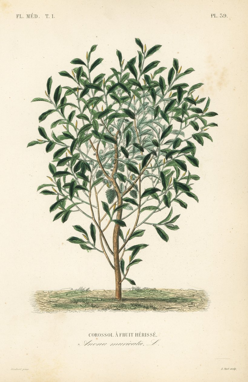 Soursop, graviola vagy guyabano fa, Annona muricata, Corossol és gyümölcs herisse alkotó: Unbekannt